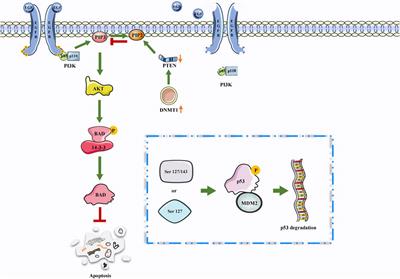 Emerging role of different DNA methyltransferases in the pathogenesis of cancer